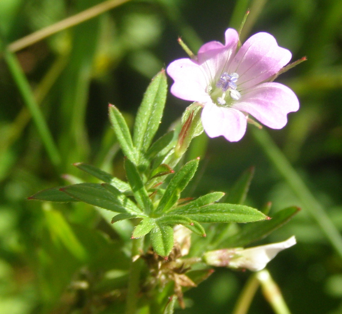 Geranium columbinum / Geranio colombino